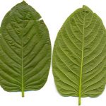 white vein kratom
