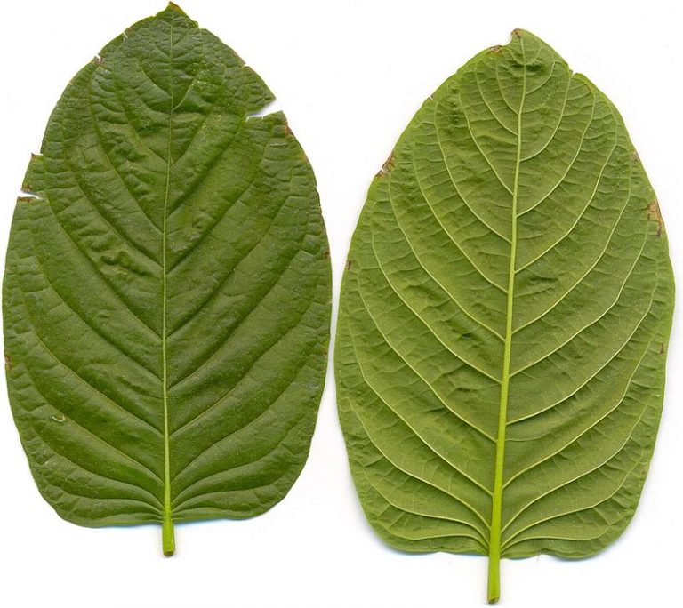 white vein kratom
