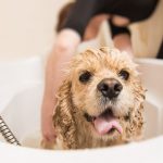 Dog Grooming