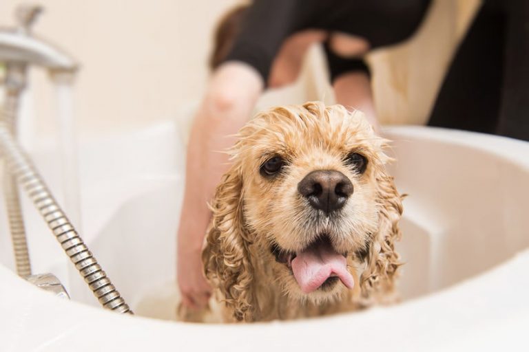 Dog Grooming