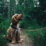 CBD Oil for Dogs