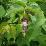 Leycesteria Plant