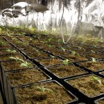 Indoor Planting