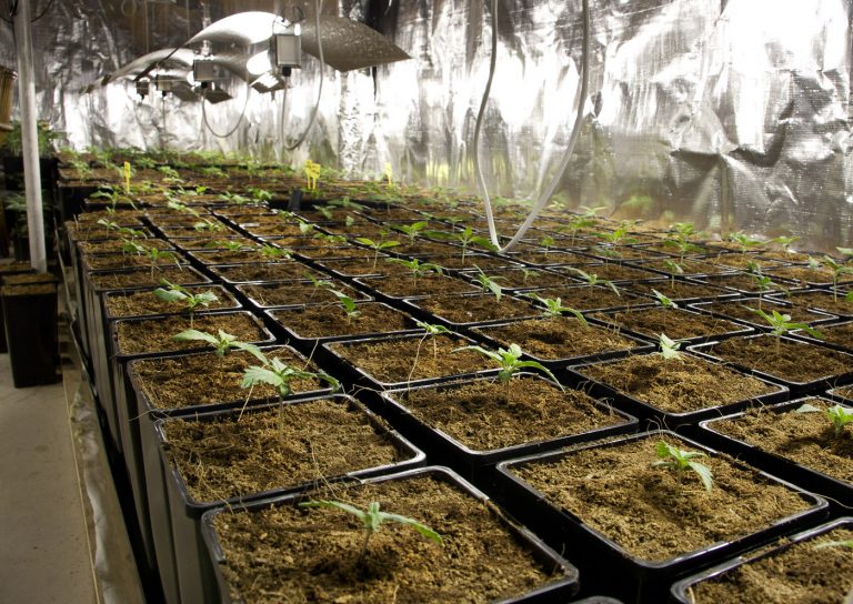 Indoor Planting