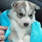 best dog shampoo for huskies