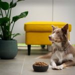 hypoallergenic food dog